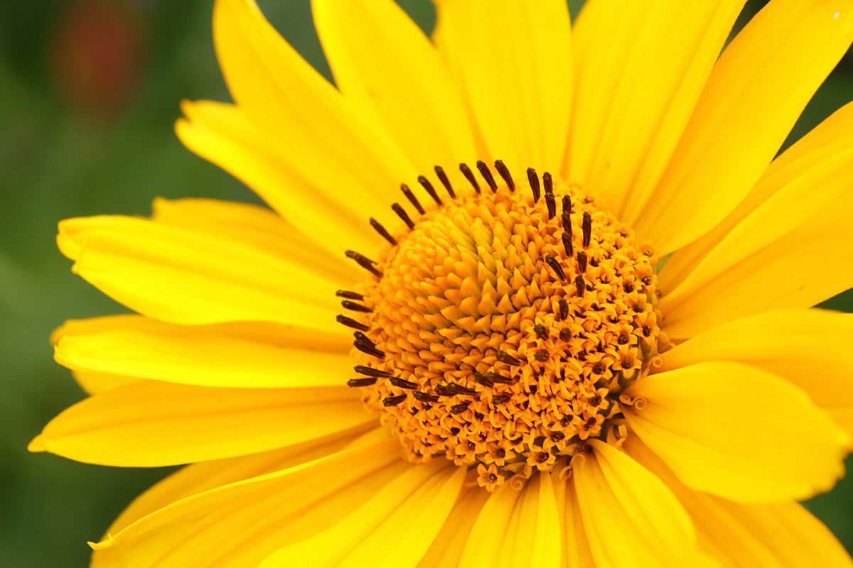 Arnica Oil: The Plant That Punches Back at Soreness