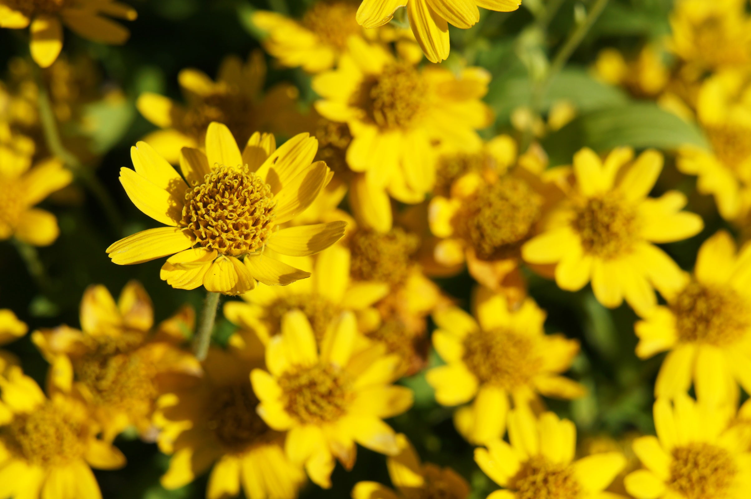This image shows a vibrant cluster of bright yellow Arnica flowers in full bloom. The focus is on a single flower in the foreground, while the background is filled with slightly blurred blooms, creating a lush and sunny scene. The close-up highlights Arnica’s distinctive daisy-like petals and dense, textured center.