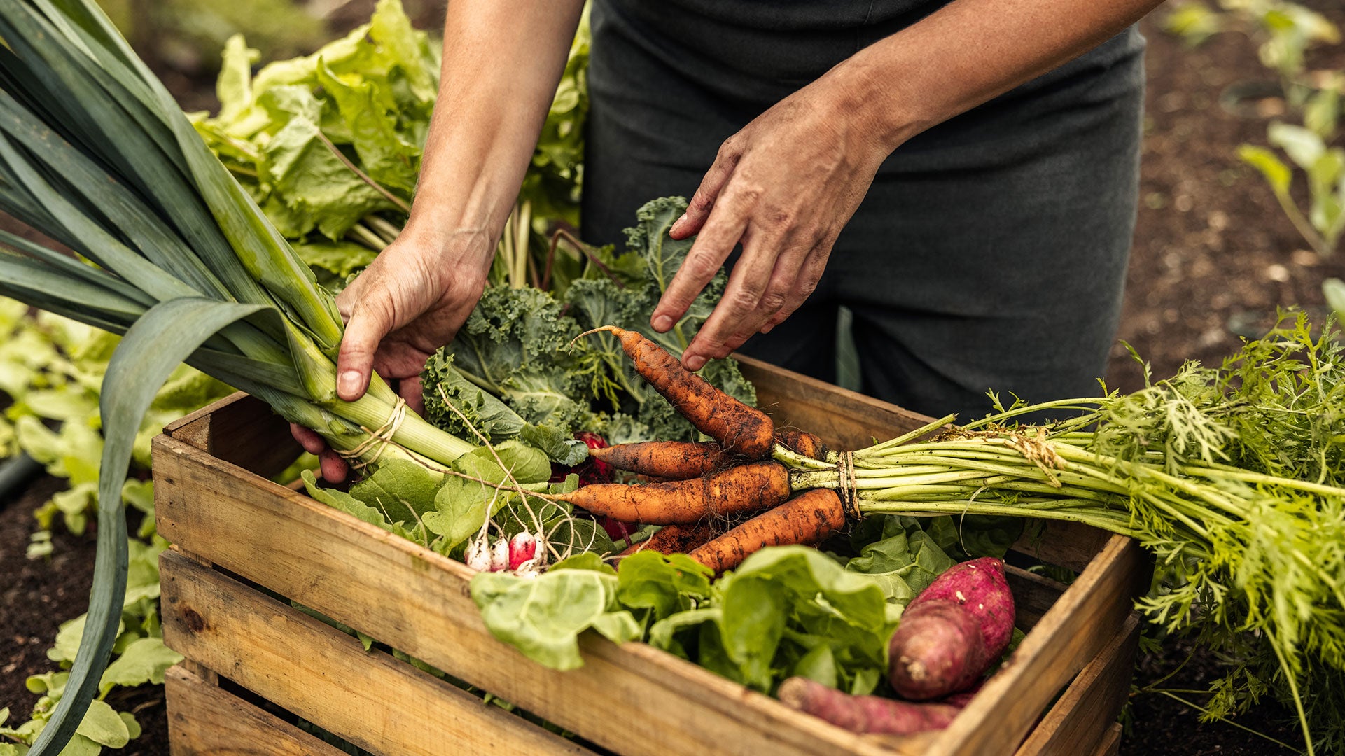 Person holding a wooden crate filled with fresh vegetables in a garden setting