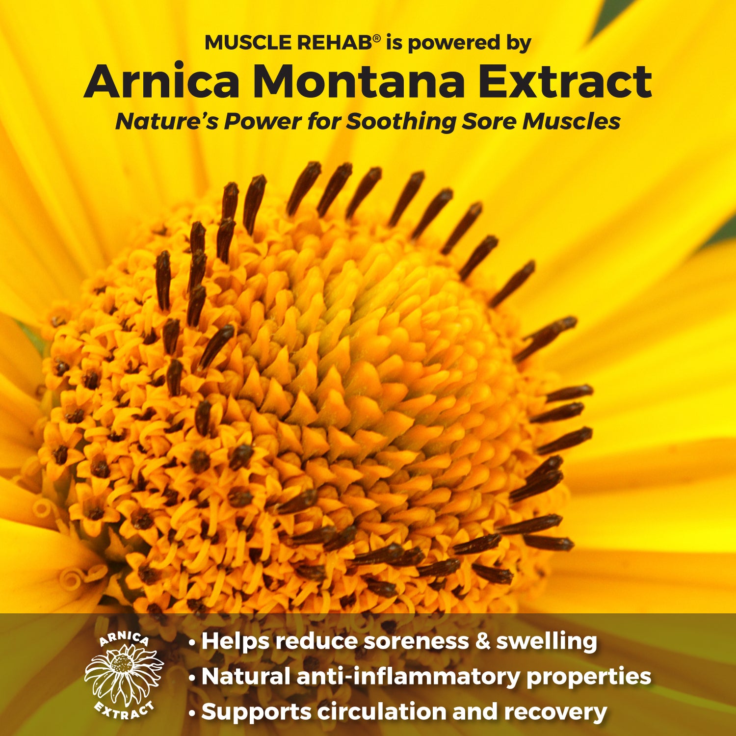 Close-up of a yellow flower with Arnica Montana Extract text overlay on a yellow background, focuses on arnica benefits and why Muscle Rehab uses it
