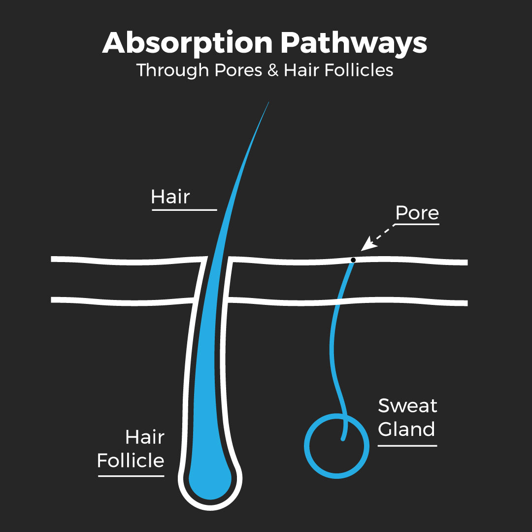 Diagram showing absorption pathways through skin pores, sweat glands, and hair follicles.